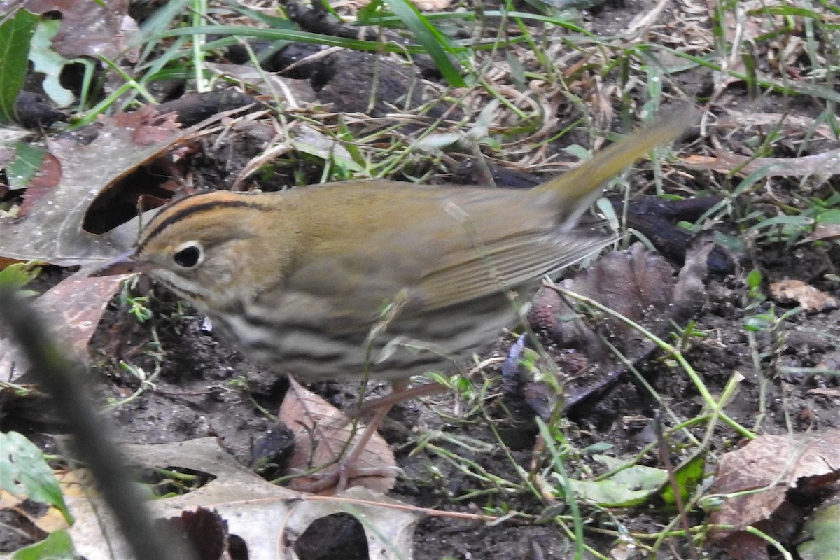 Ovenbird - ML572743351