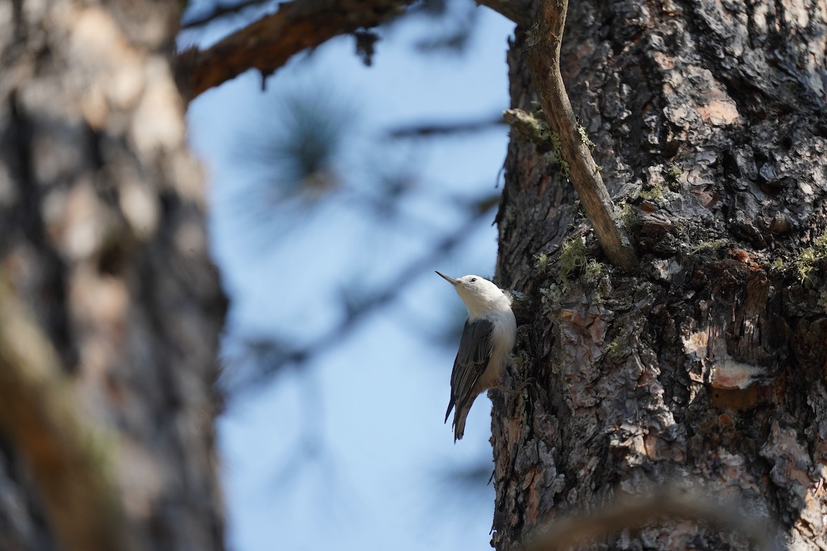 White-breasted Nuthatch - ML572743491