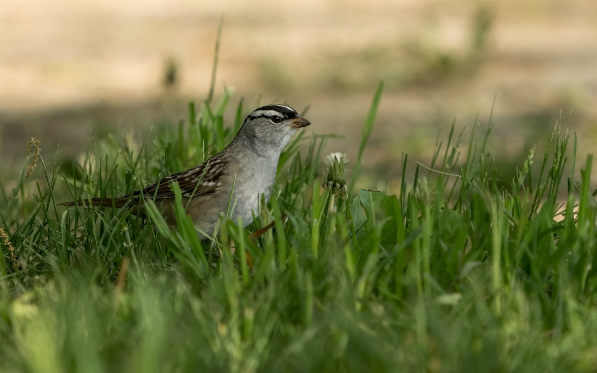 White-crowned Sparrow - ML572745021