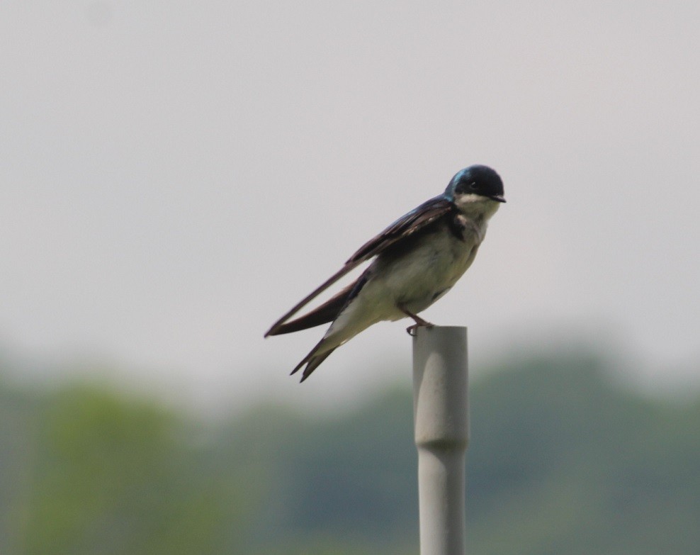 Tree Swallow - ML572745321