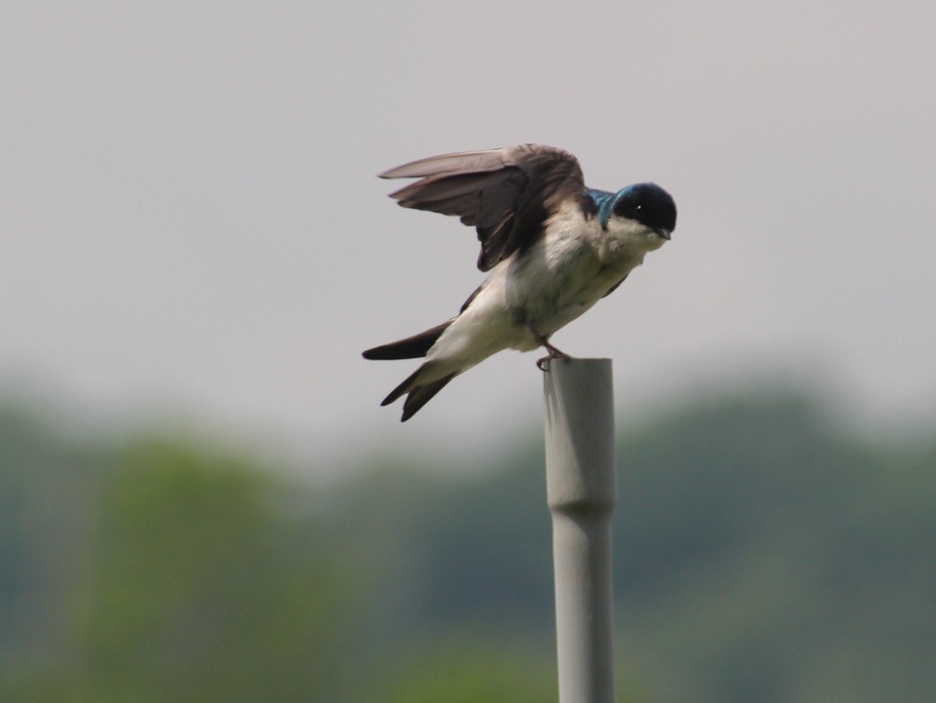 Tree Swallow - ML572745331