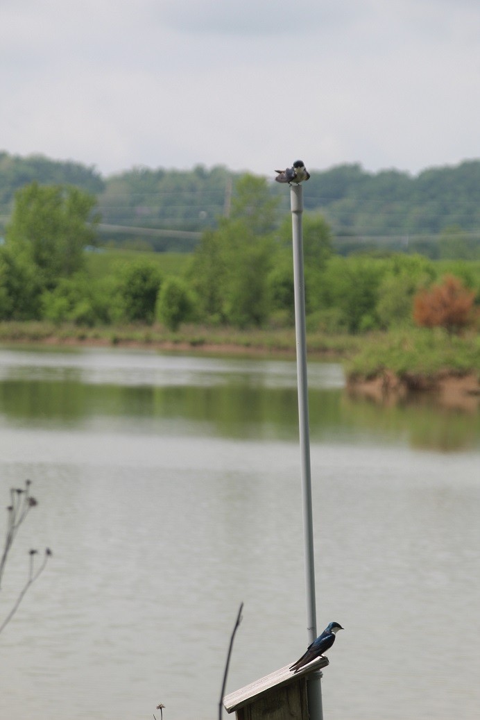 Tree Swallow - ML572745341