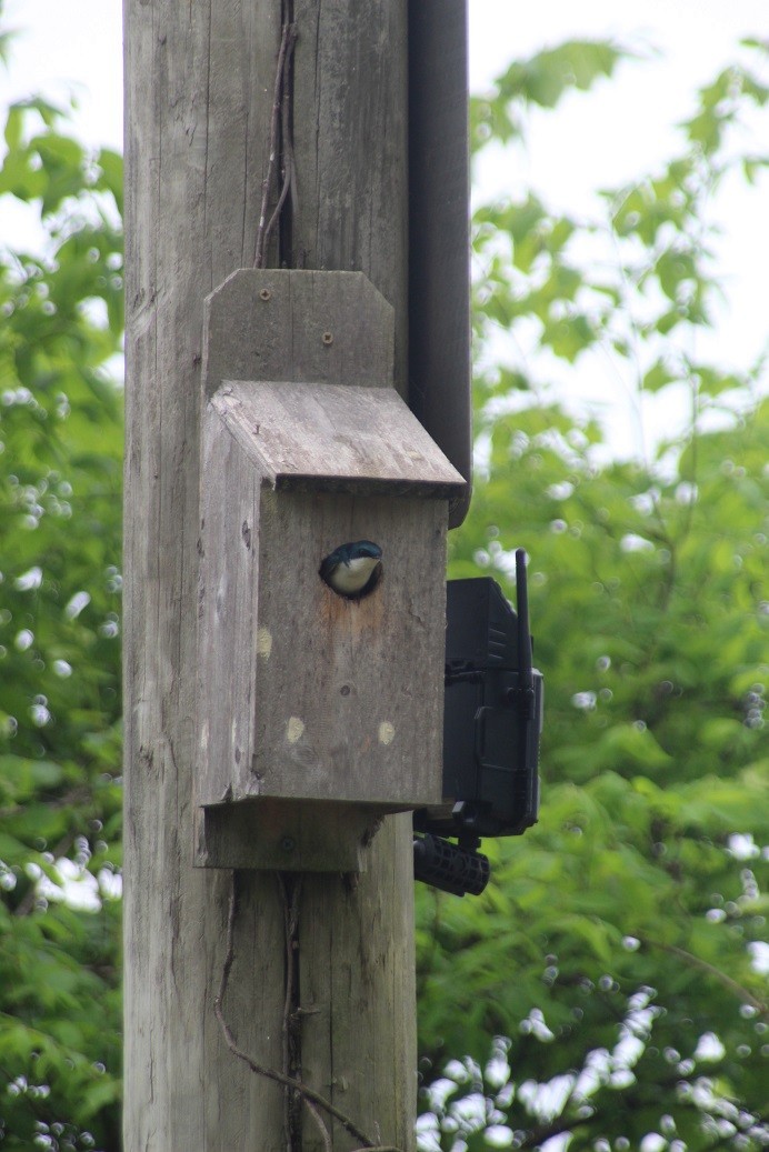 Tree Swallow - ML572745351