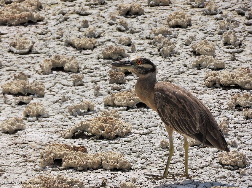 Yellow-crowned Night Heron - ML572745511