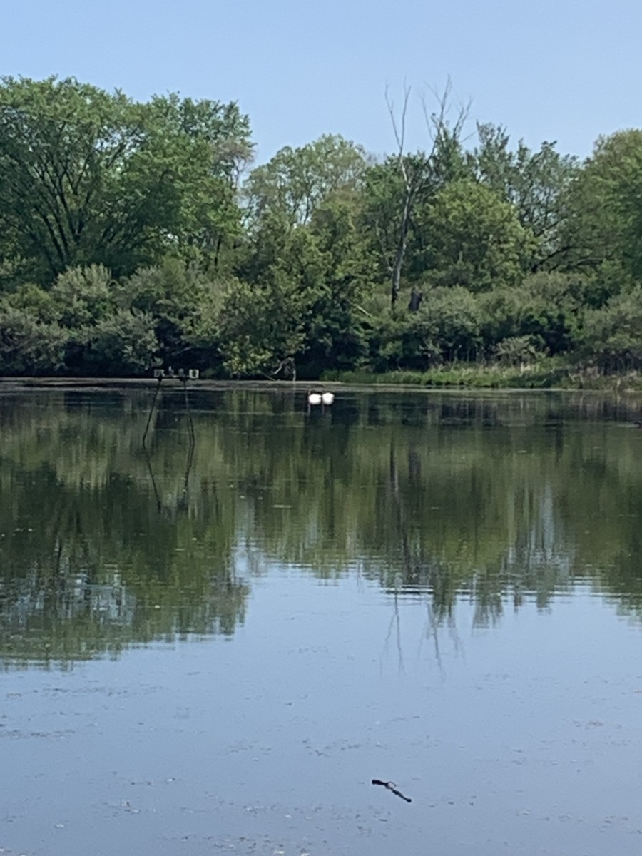 Cisne Trompetero - ML572746281
