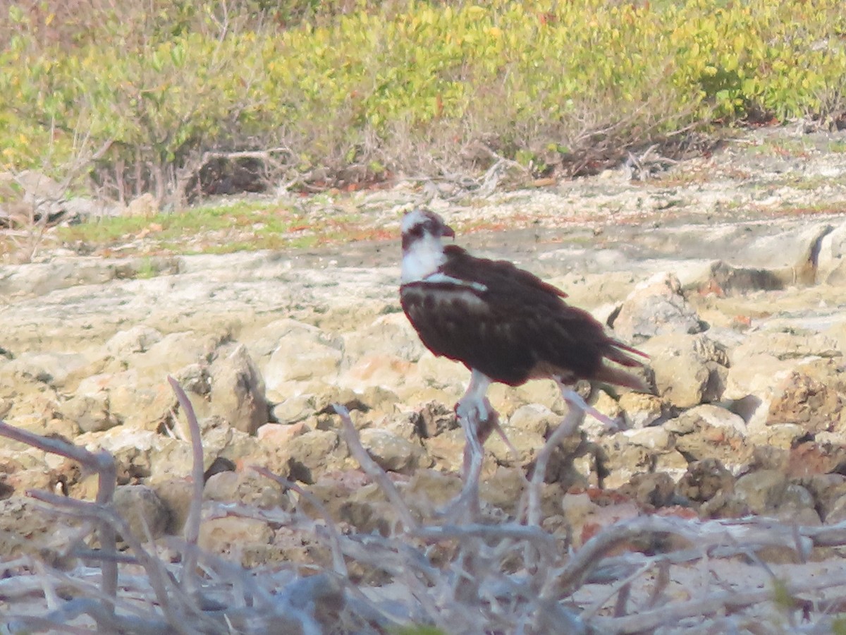 Águila Pescadora - ML572746421