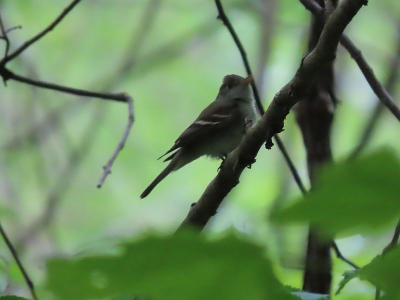 Acadian Flycatcher - Tracy The Birder