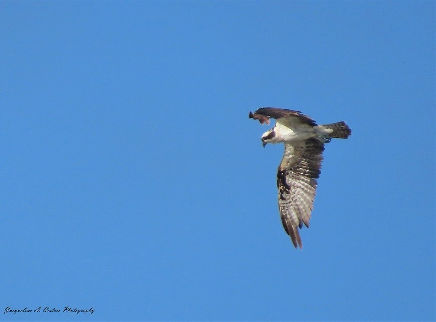 Águila Pescadora - ML572746921