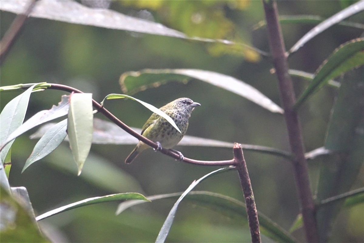 Spotted Tanager - Ottavio Janni