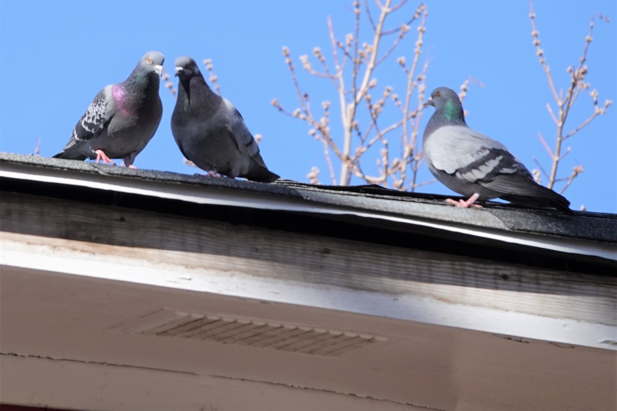 Rock Pigeon (Feral Pigeon) - ML572747761