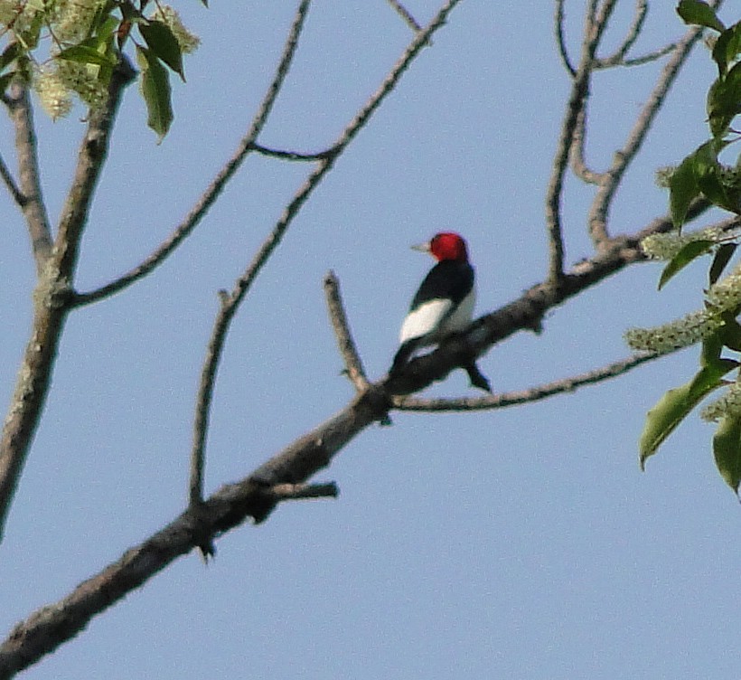 Red-headed Woodpecker - ML572748041