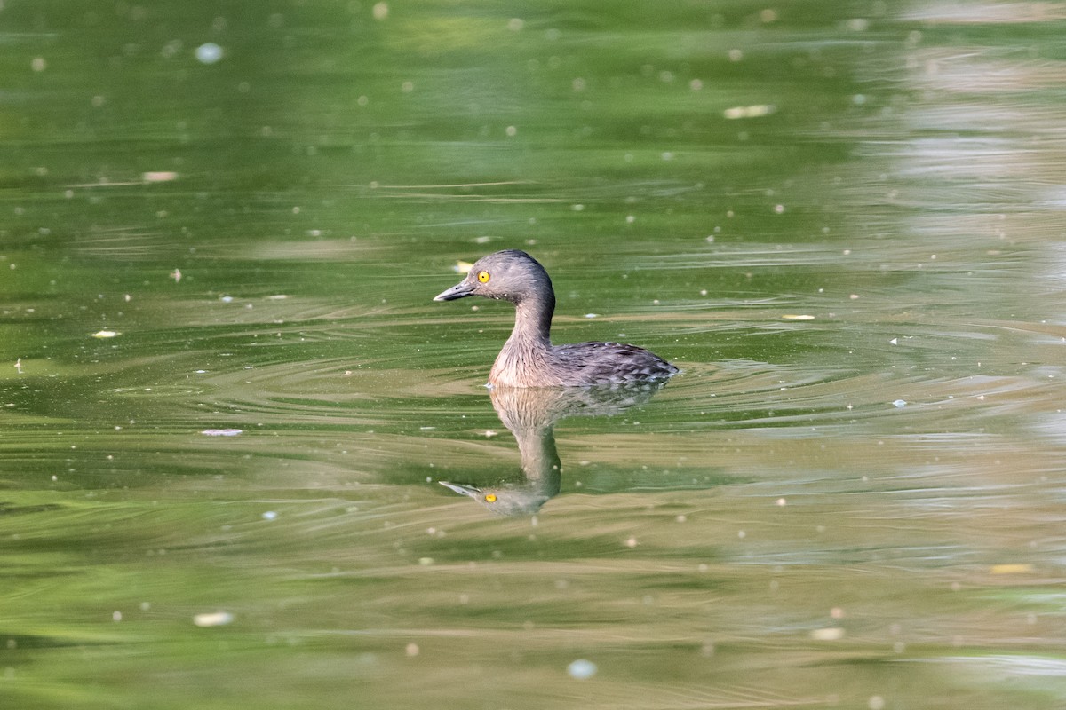 Least Grebe - ML572749201