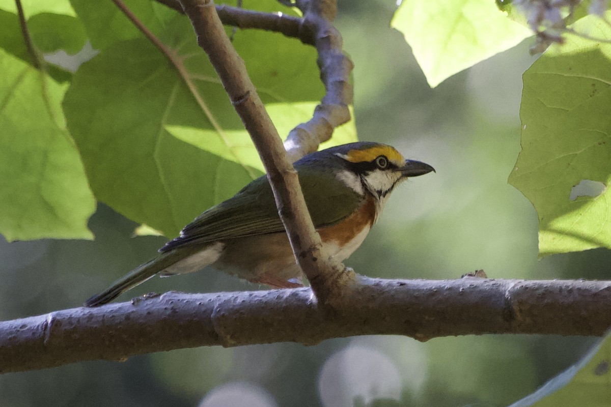 Chestnut-sided Shrike-Vireo - ML572750191