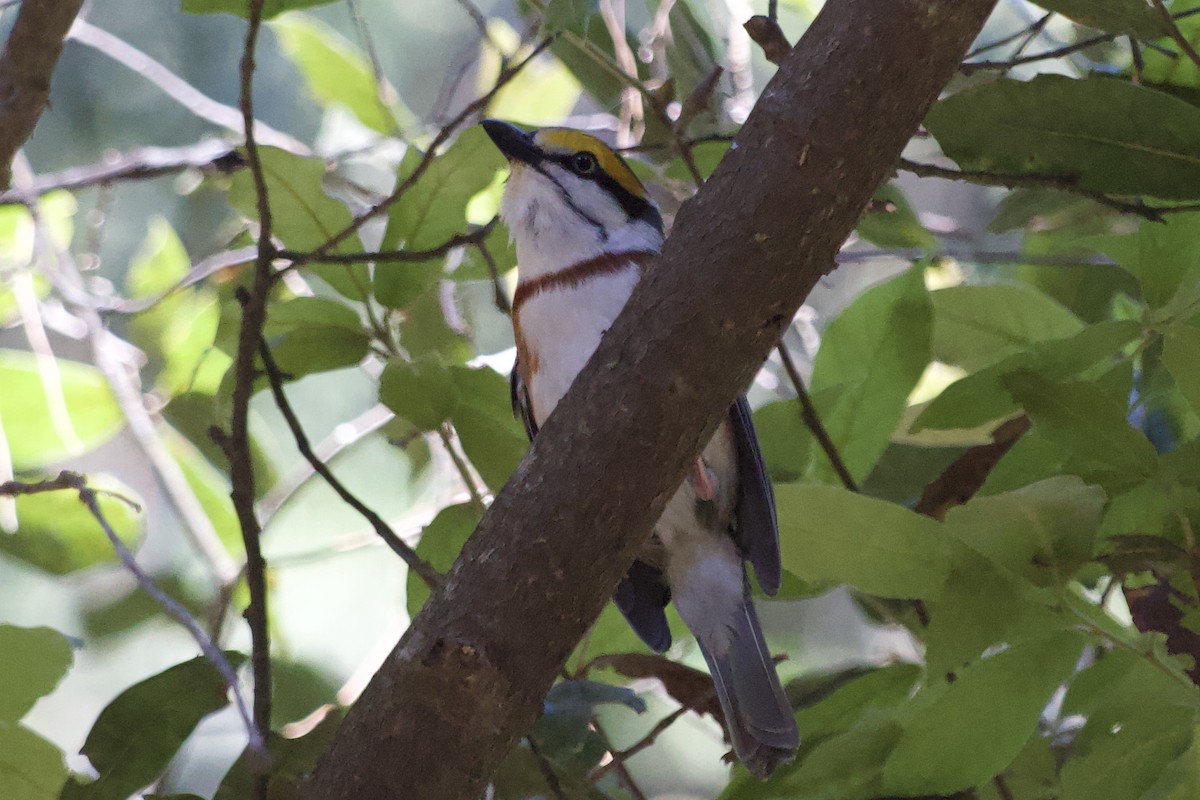 Chestnut-sided Shrike-Vireo - ML572750271