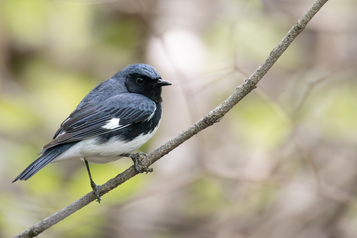 Black-throated Blue Warbler - Karim Bouzidi