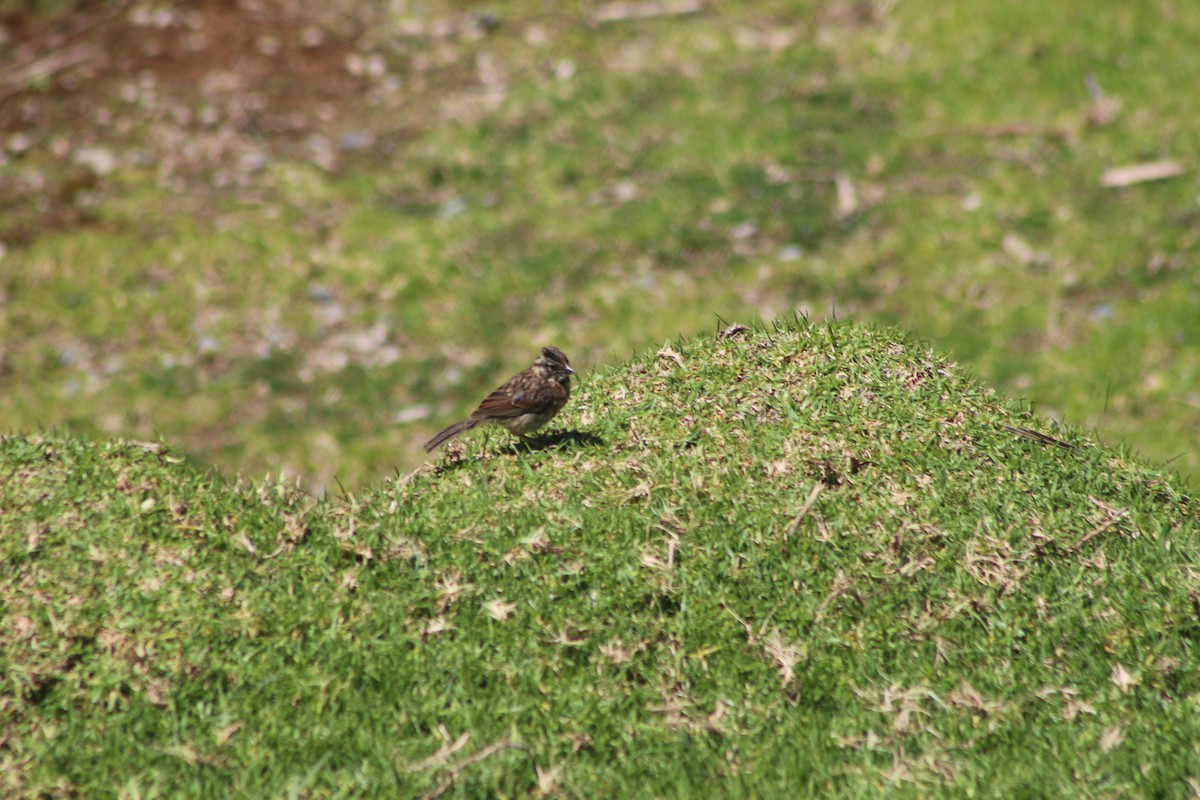 Rufous-collared Sparrow - ML572751361