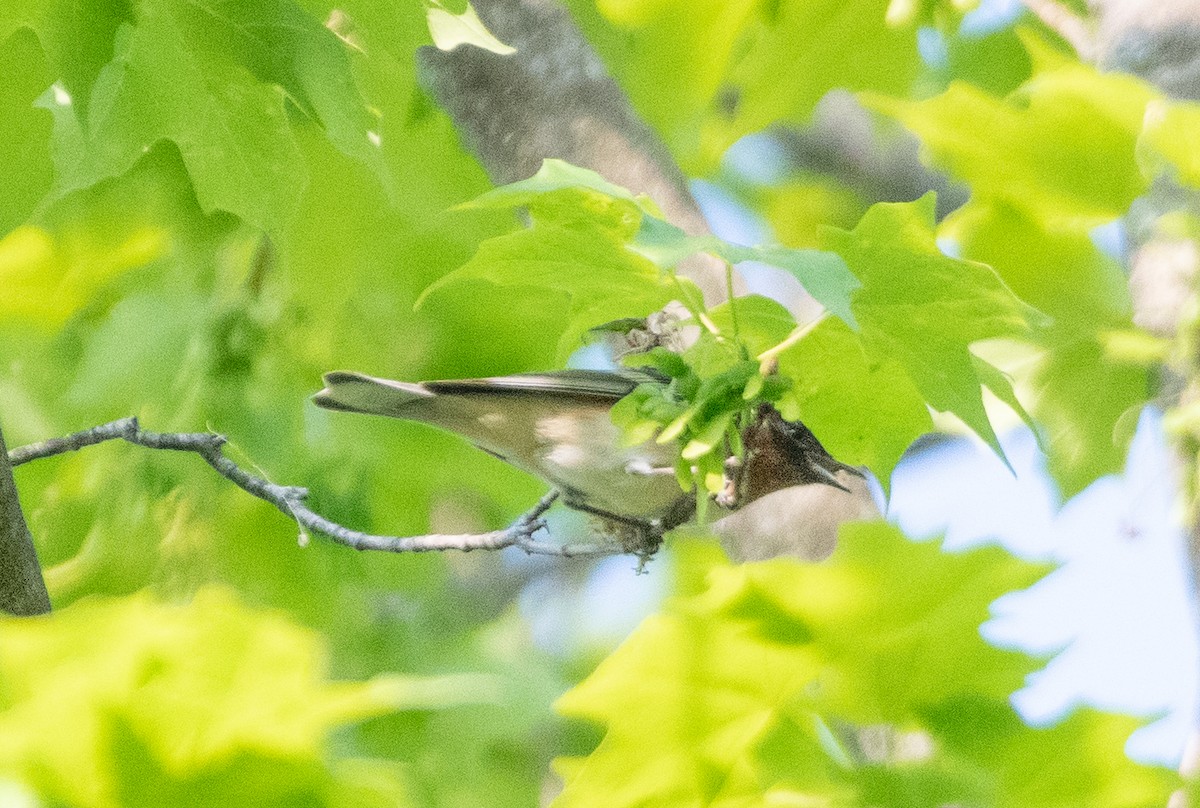 Bay-breasted Warbler - ML572751661