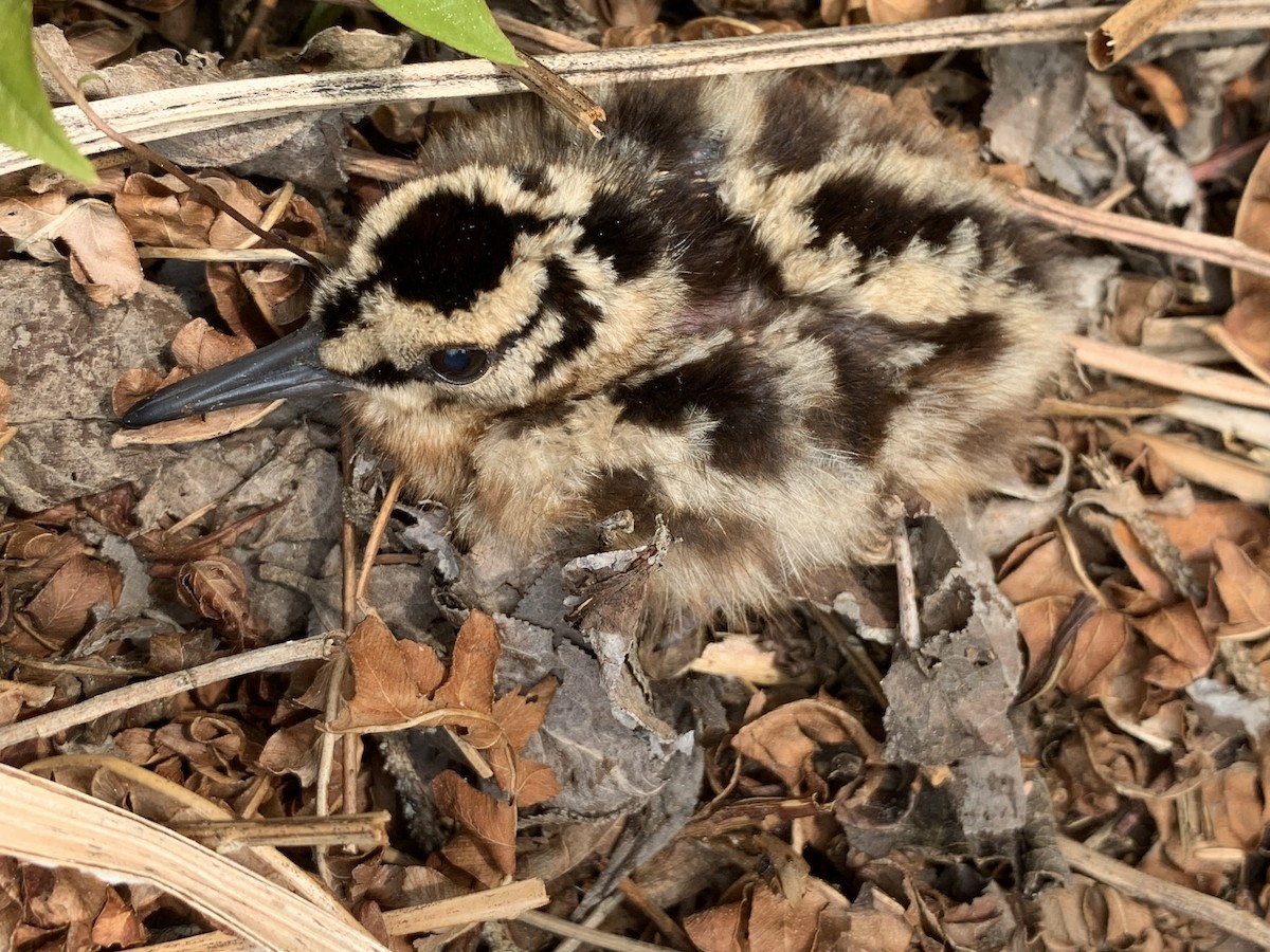 sluka americká - ML572751891