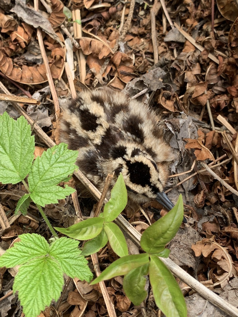 sluka americká - ML572751901