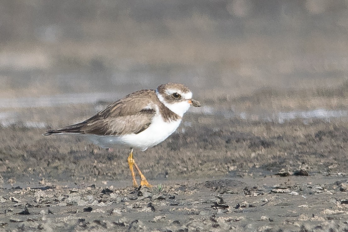 Semipalmated Plover - ML572753061