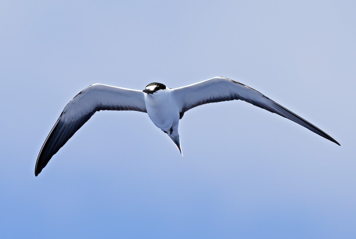 Sooty Tern - ML572753291