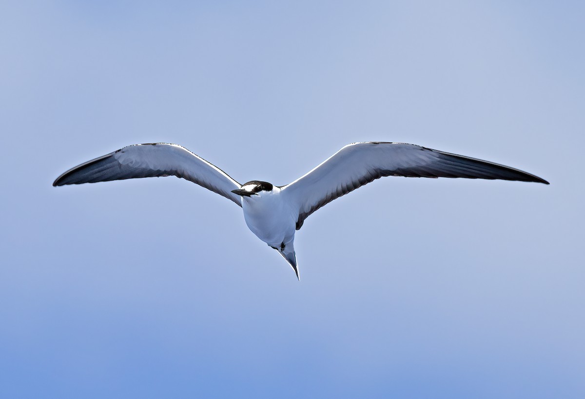 Sooty Tern - ML572753321