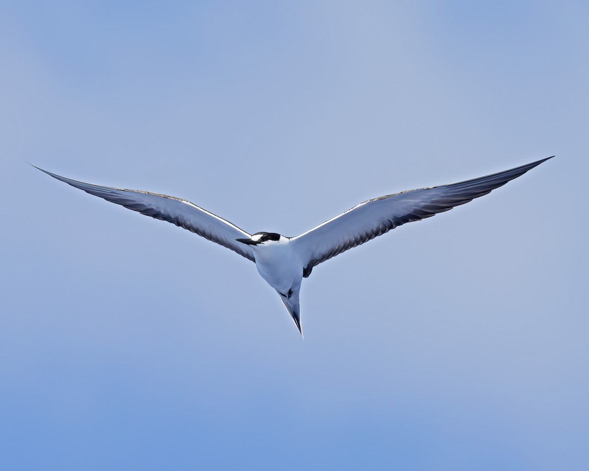 Sooty Tern - ML572753401