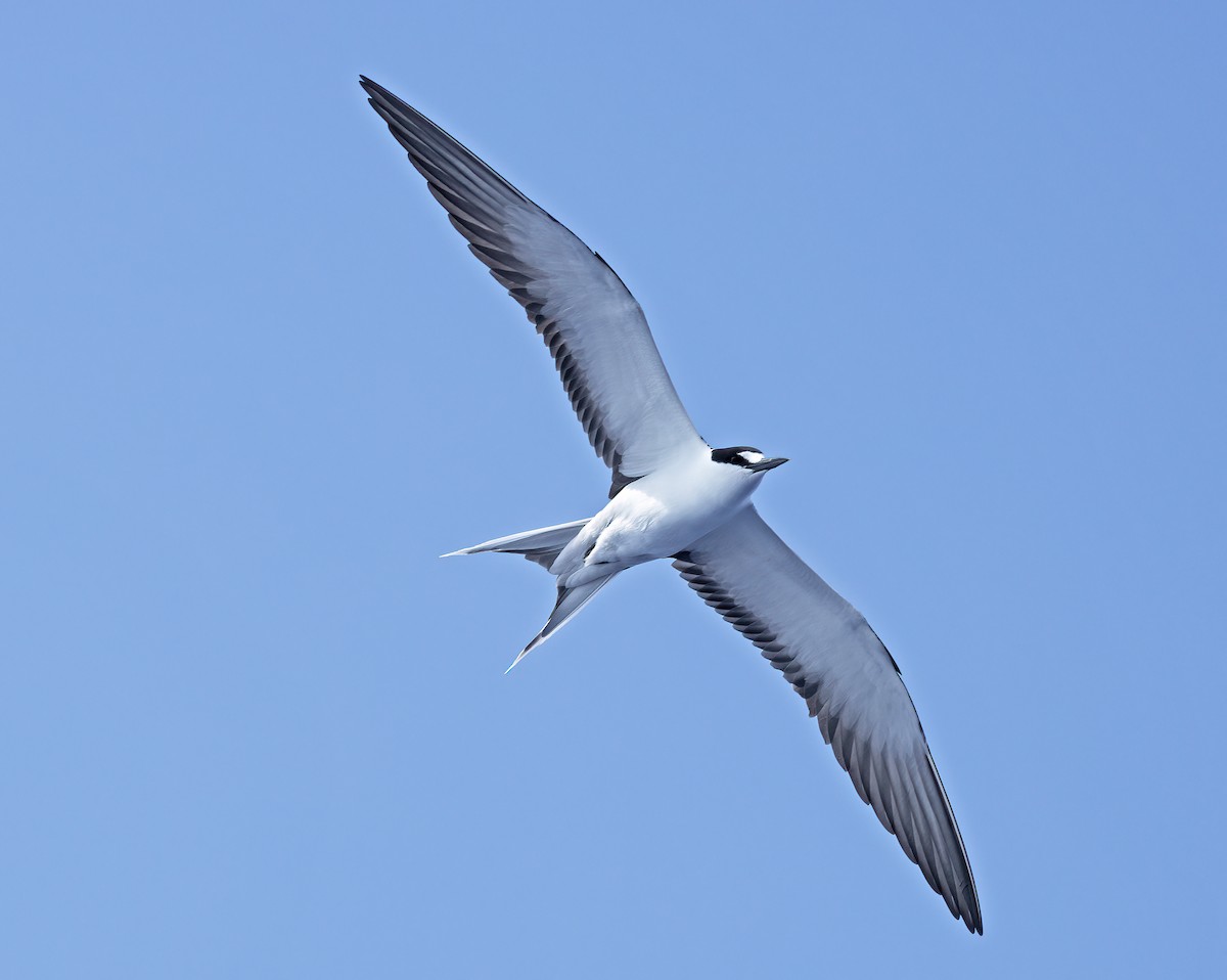 Sooty Tern - ML572753481