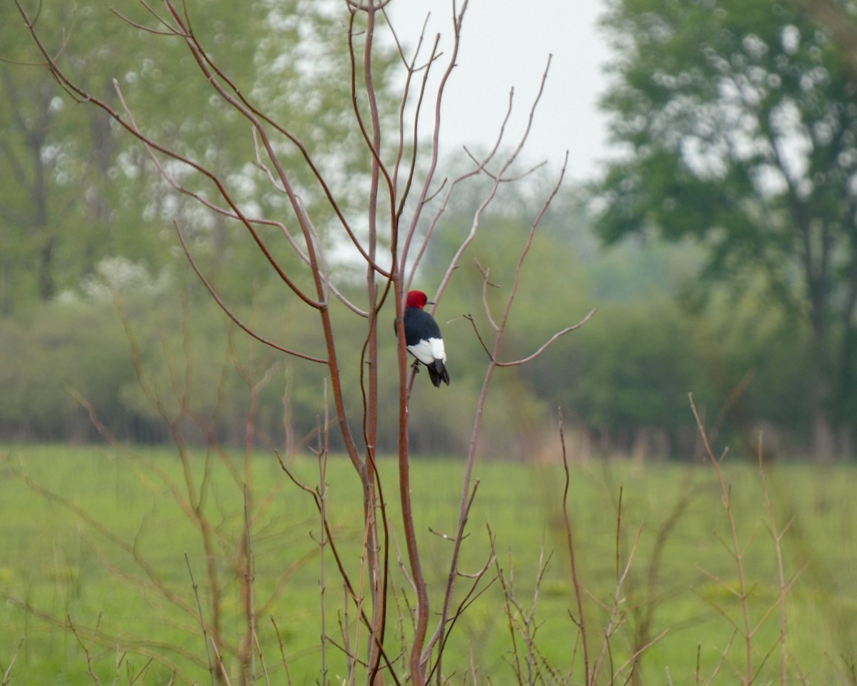 Red-headed Woodpecker - ML572753841