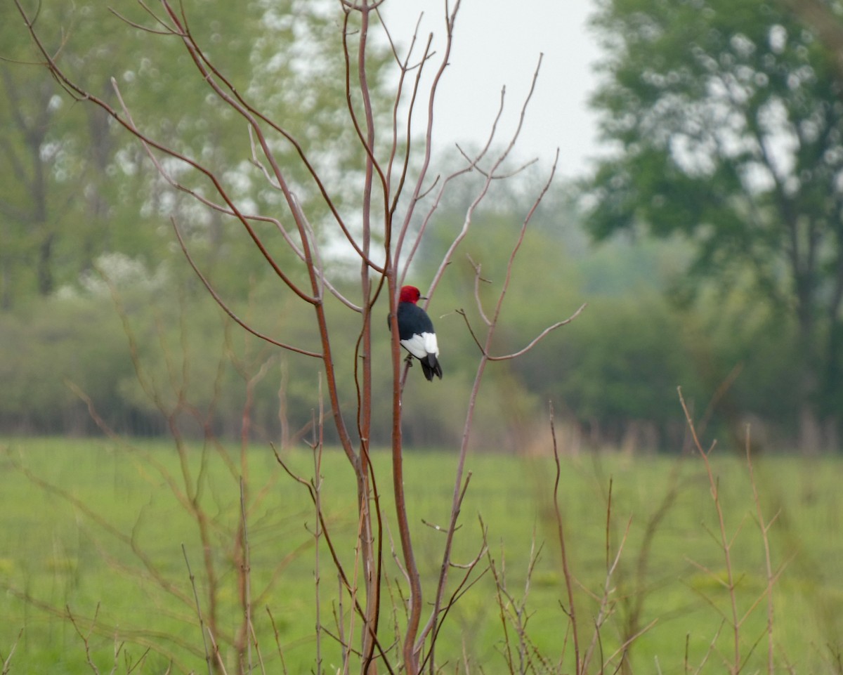 eBird Checklist - 12 May 2023 - Stange Rd. @ Krause Rd. - 4 species
