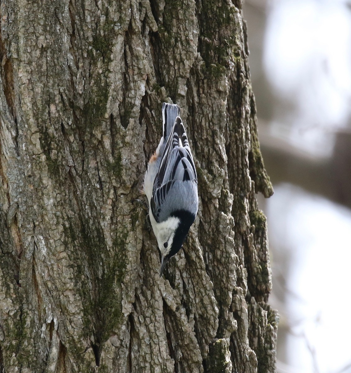 White-breasted Nuthatch - ML572754031