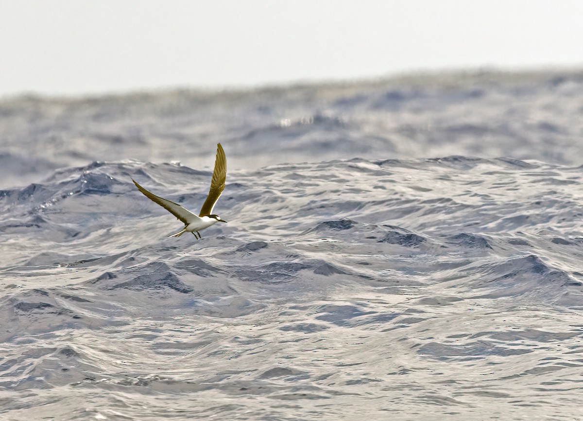 Sooty Tern - ML572754101