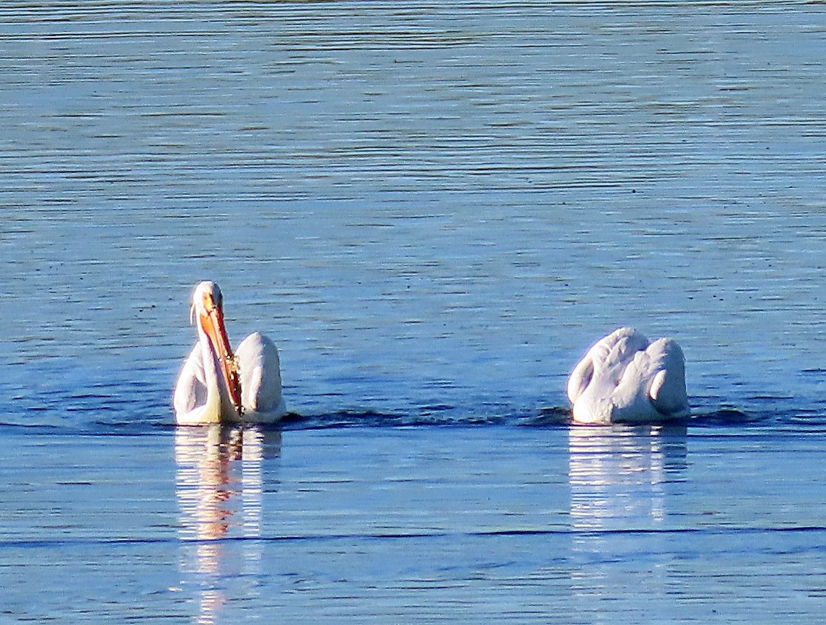 American White Pelican - ML572754641