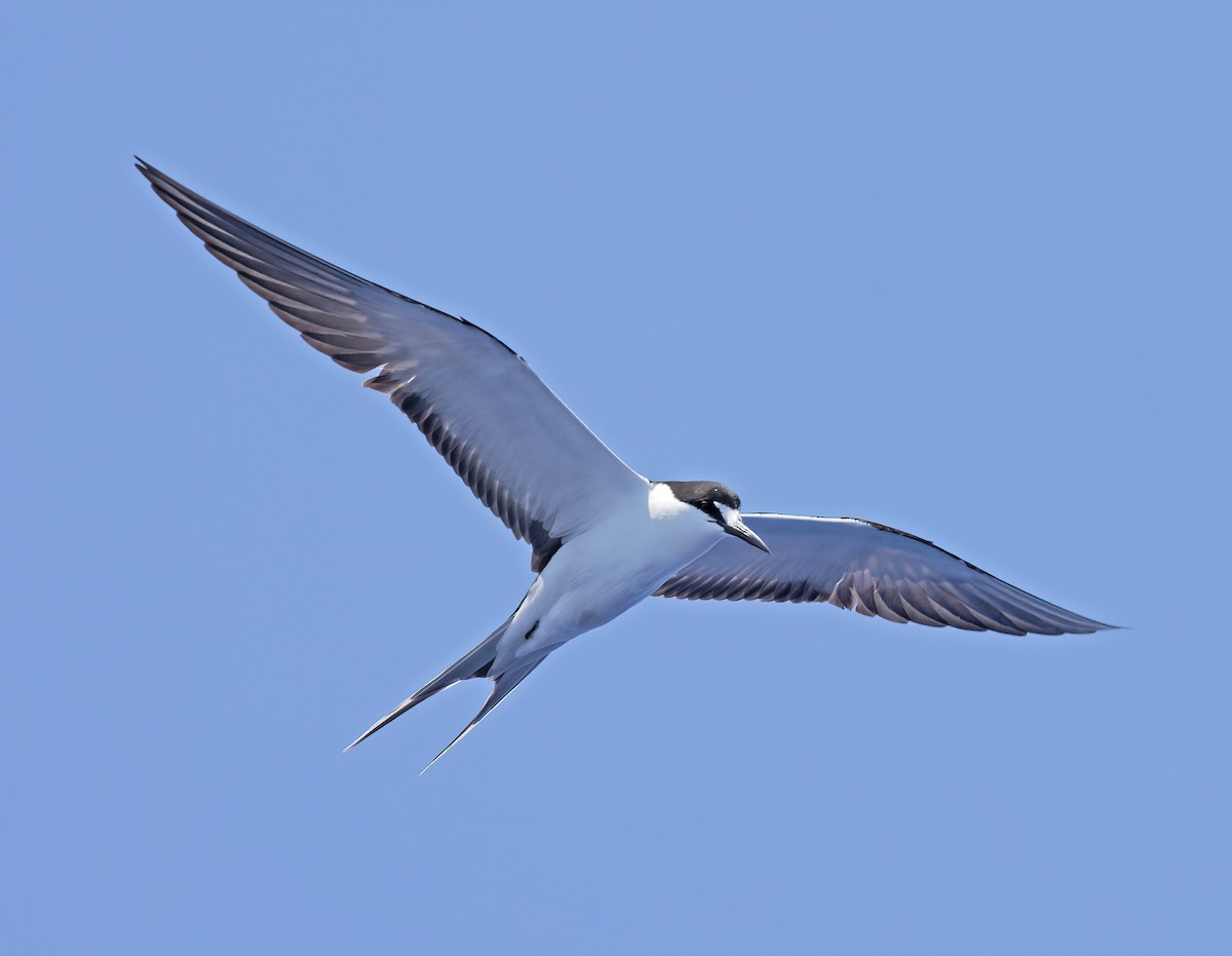 Sooty Tern - ML572754671