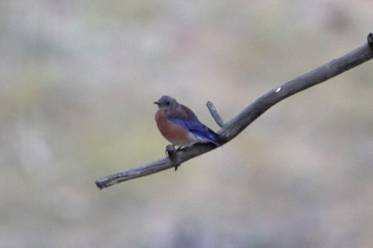 Western Bluebird - ML572755241