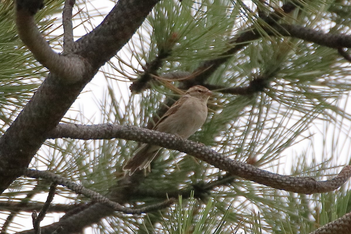 Chipping Sparrow - ML572755591