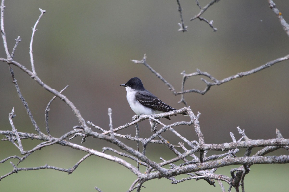 Eastern Kingbird - Sherri Jensen