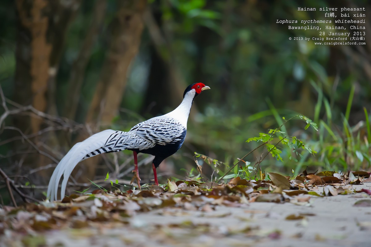 Silver Pheasant - Craig Brelsford