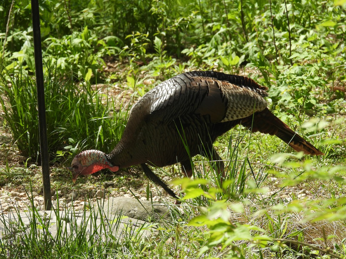 Guajolote Gallipavo - ML572757671