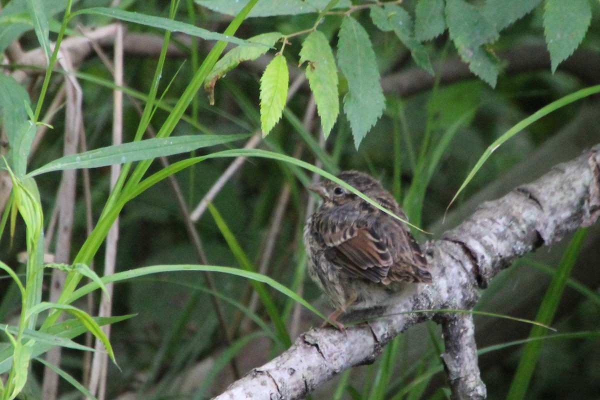 Song Sparrow - ML572758461