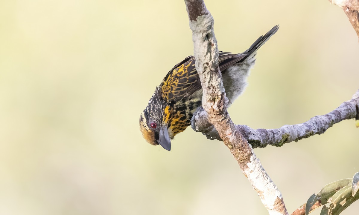 Gilded Barbet - Paul Fenwick