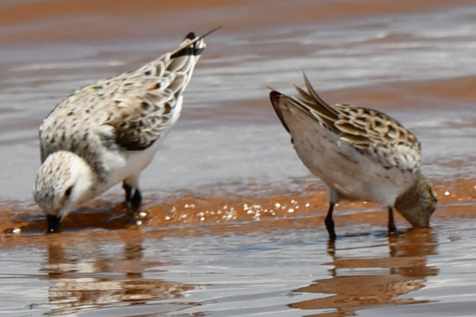 Bécasseau sanderling - ML572759731