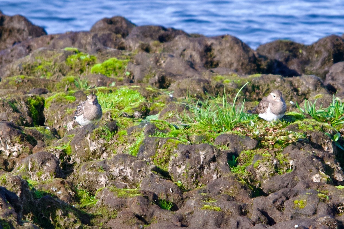 Rufous-chested Dotterel - ML572760331