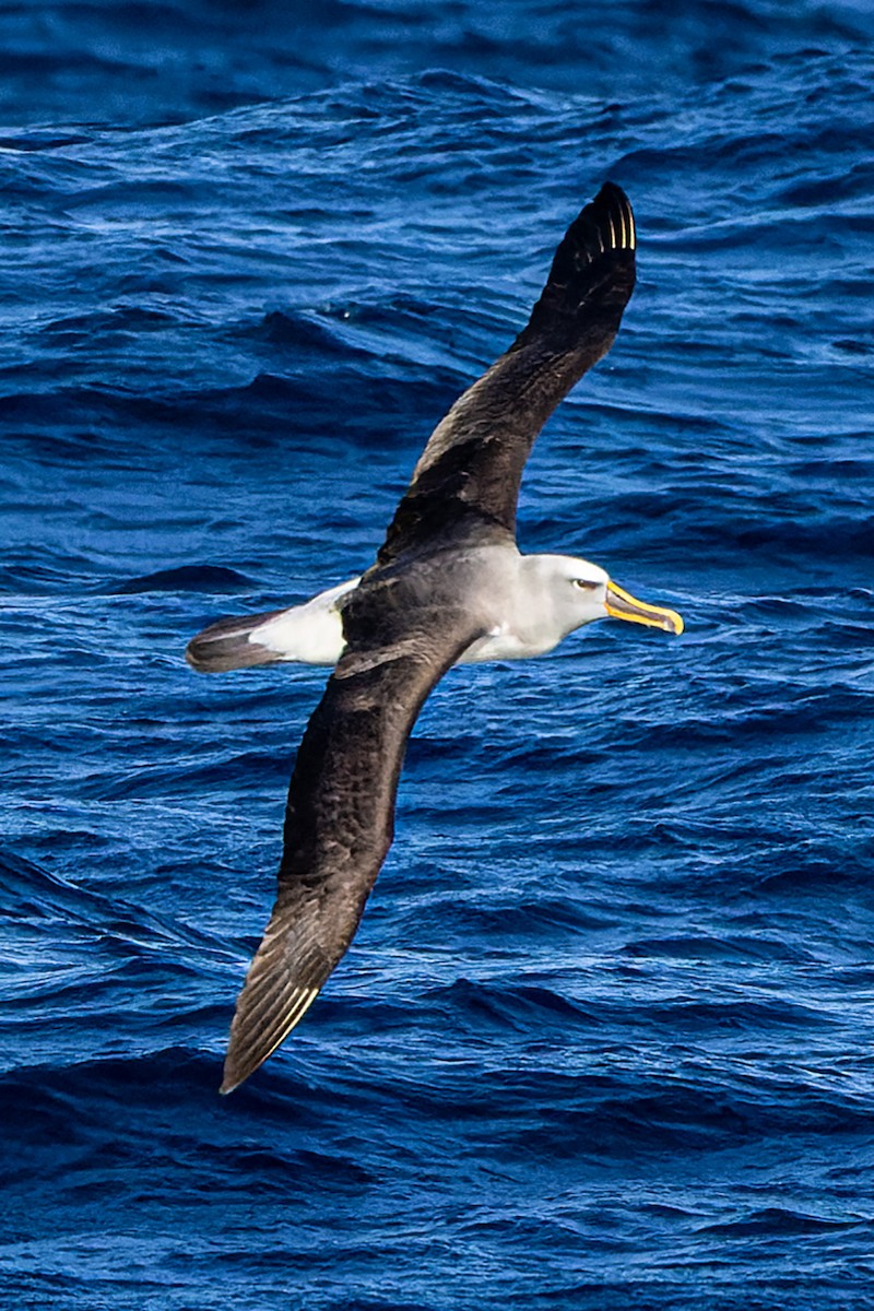 Buller's Albatross - Rodney Falconer