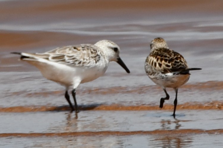 Bécasseau sanderling - ML572760601