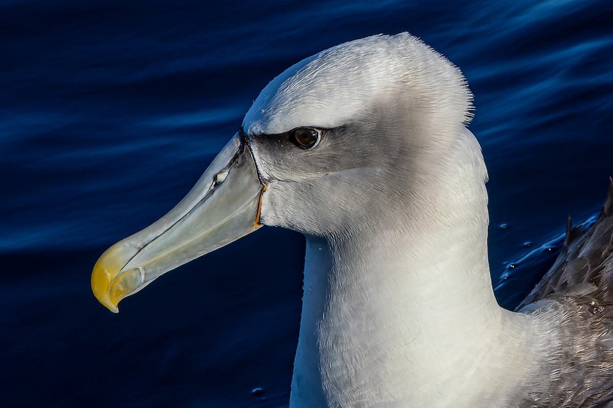 White-capped Albatross - Rodney Falconer