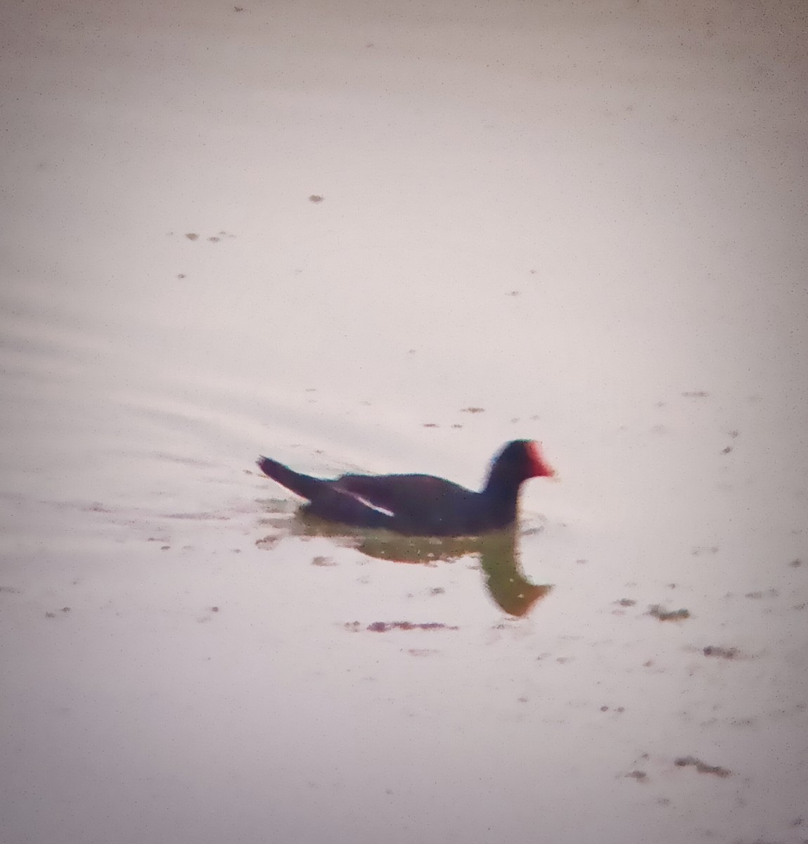 Common Gallinule - ML572760741