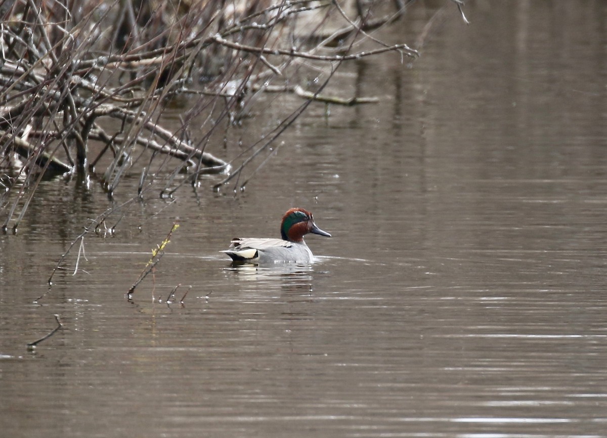 Green-winged Teal - ML572760991