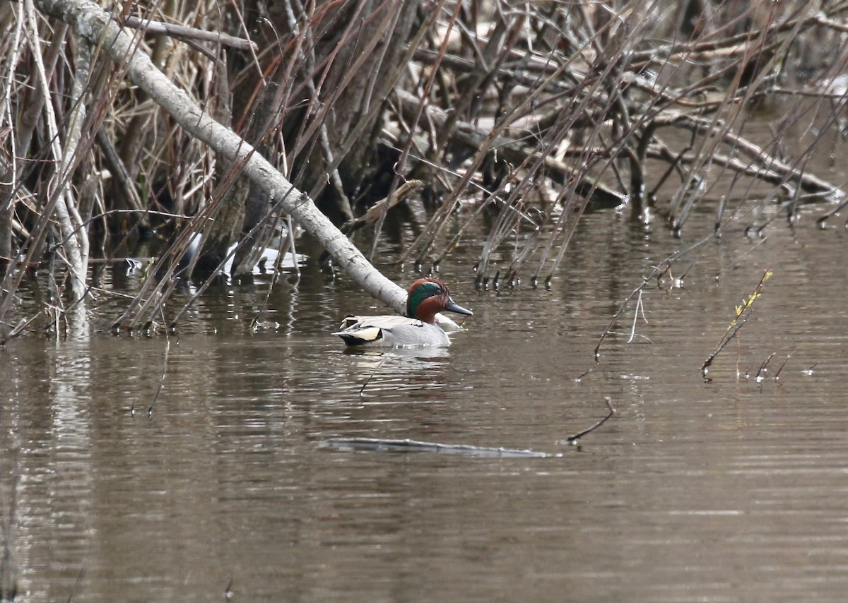 Green-winged Teal - ML572761011