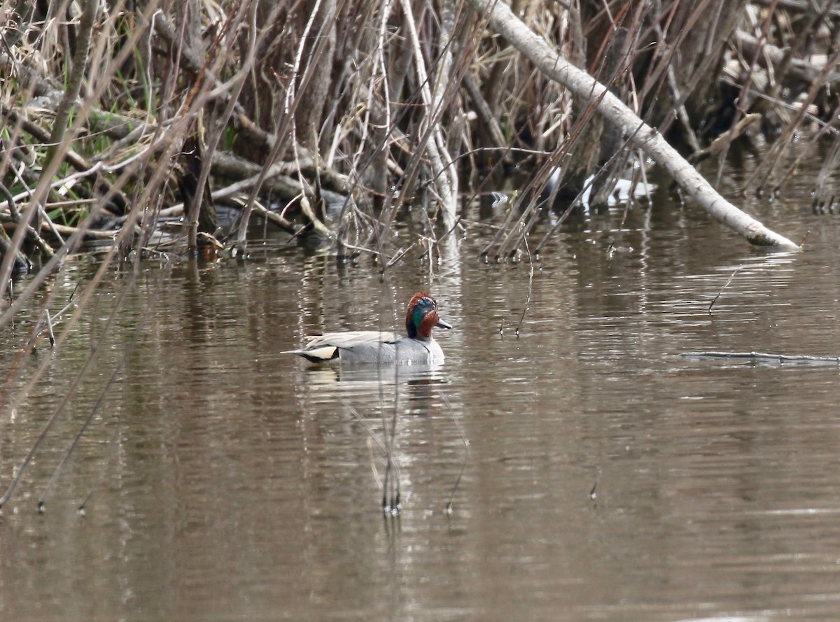 Green-winged Teal - ML572761021